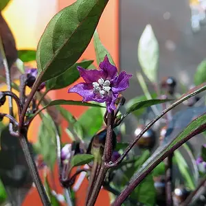IMG_2807.webp