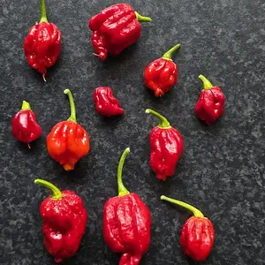 20260930_Carolina Reaper.webp