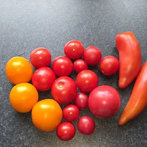 20261009_Tomatenernte.webp