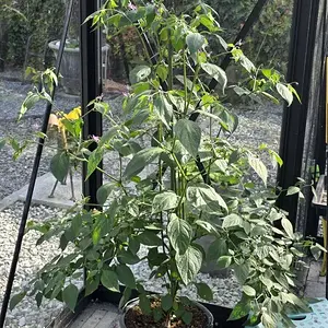20261015_Rocoto Aji Lucento1.webp