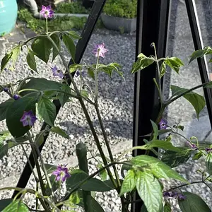 20261015_Rocoto Aji Lucento2.webp