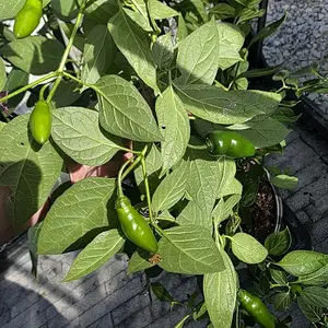 20261015_Rocoto Aji Lucento3.webp