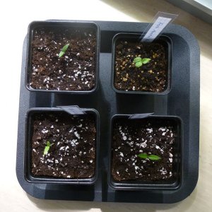 Keimlinge_umgetopft_20131208