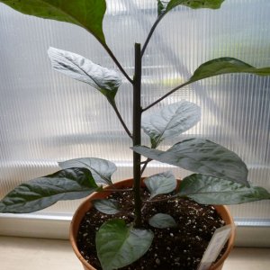 Red_Thunder_F4_Nr1_Tag54