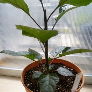 Red_Thunder_F4_Nr2_Tag54