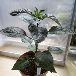 Red_Thunder_F4_Nr3_Tag54