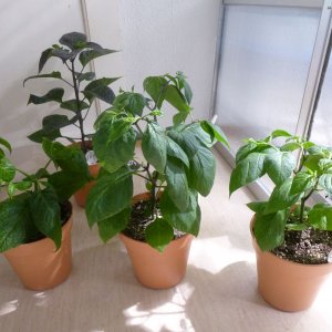 Jungpflanzen_20140118