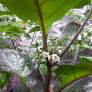 Orange_Flash_F3_20140203