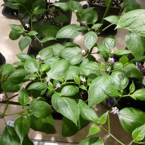 Rocoto_Manzano_Rojo_20140208