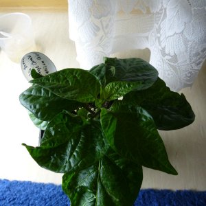 Scotch_Bonnet_orange2_20140208