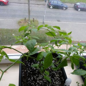 Rocoto_San_Isidro_20140215