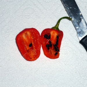 Rocoto_San_Isidro_Beere_aufgeschnitten