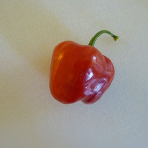 Rocoto_Manzano_Rojo_Beere_20140517