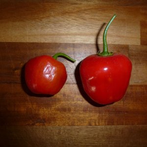 Rocoto_Manzano_Rojo_Beeren_20140521
