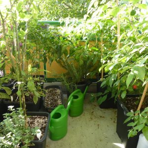 Chilibalkon_20140808
