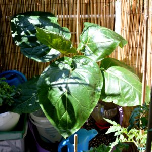 Baumtomate