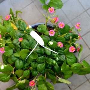 Erdbeere 09072018