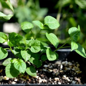 Mini Chili 2 09072018