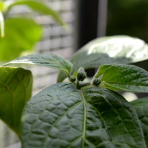Rocoto Fragezeichen 09072018