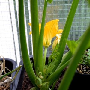 Zucchini Gold Rush 09072018