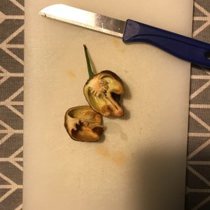7pot Congo Chocolate