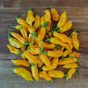 Ernte_Golden_Limon_F5_20180730