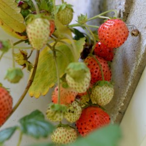Erdbeere