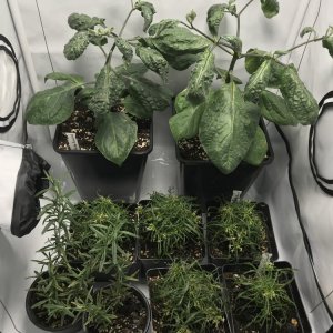 Pflanzen Growbox