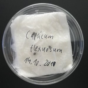Aussaat Capsicum flexuosum