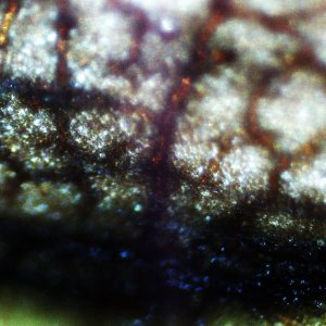 Chiliblatt, abgestorbenes Gewebe, Vergrößerung 125x