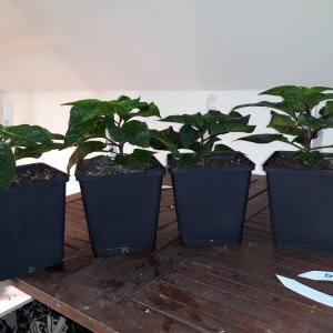 20190327_174658.jpg