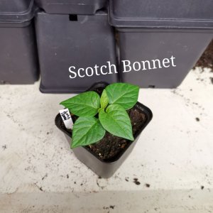 Scotch Bonnet (2)
