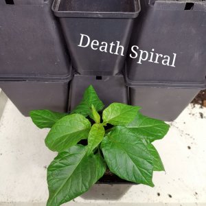 Death Spiral (2)
