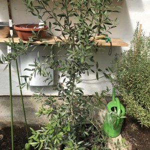 Olivenbaum Taggiasca-Olive aus Ligurien