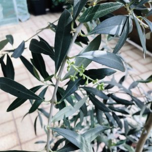 Blütenbildung Taggiasca Olive