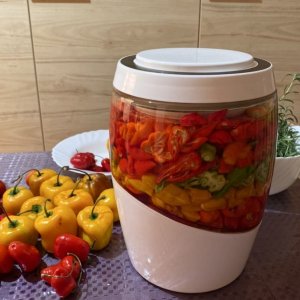 Chilis fermentieren