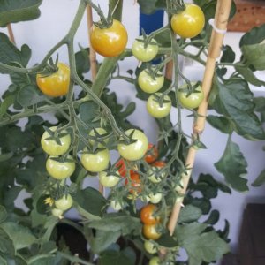 Cherry Tomate 2019-07-29