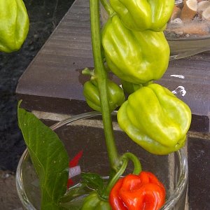 IMG-20120825-00057.jpg