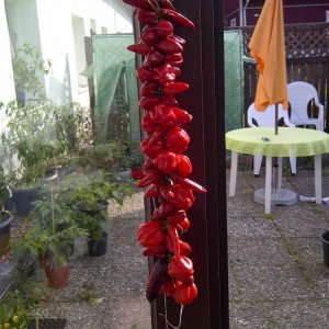 IMG-20120909-00097.jpg