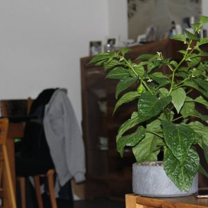 IMG_2790.JPG