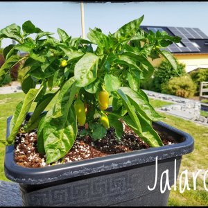 Jalaro Pflanze