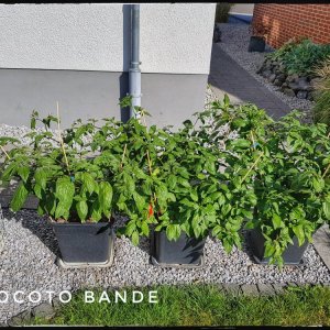 Rocoto Bande