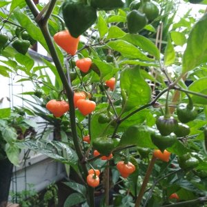 Orange Lantern