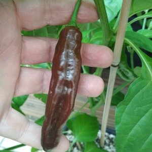 Fatalii Chocolate