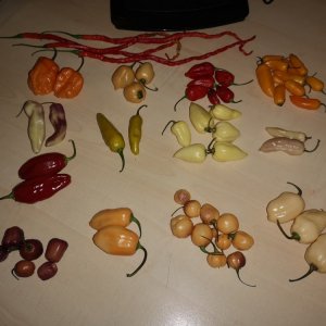 IMG_20191110_194149.jpg