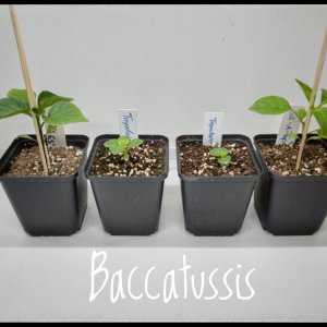 Baccatussis