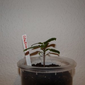 Gelbe Riesen s.JPG