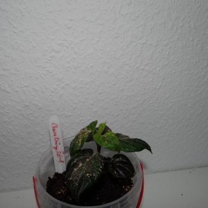 Cheiro Roxa 1.JPG