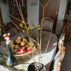IMG_20200126_134154.jpg