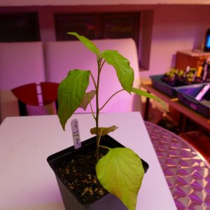 P1000146.JPG
